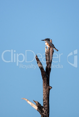 Belted Kingfisher Megaceryle alcyon perches high up in a tree