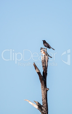 Belted Kingfisher Megaceryle alcyon perches high up in a tree