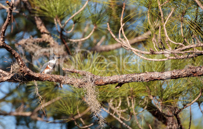 Belted Kingfisher Megaceryle alcyon perches high up in a tree