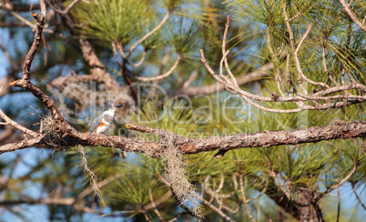 Belted Kingfisher Megaceryle alcyon perches high up in a tree