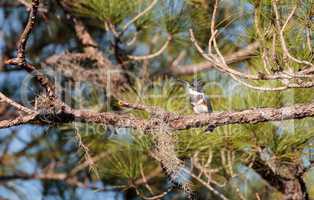 Belted Kingfisher Megaceryle alcyon perches high up in a tree