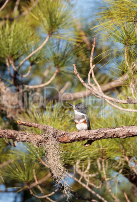 Belted Kingfisher Megaceryle alcyon perches high up in a tree