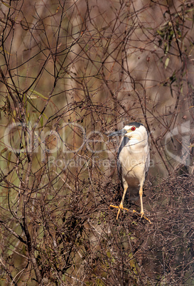 Black-crowned night heron shorebird Nycticorax nycticorax