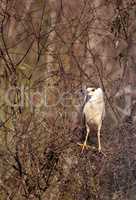 Black-crowned night heron shorebird Nycticorax nycticorax