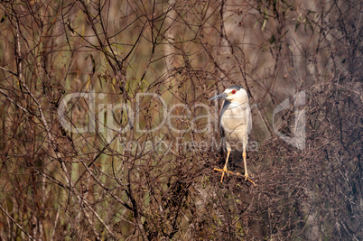 Black-crowned night heron shorebird Nycticorax nycticorax