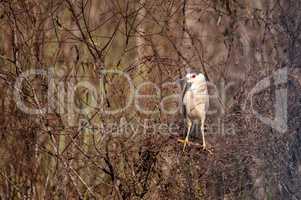Black-crowned night heron shorebird Nycticorax nycticorax