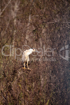 Black-crowned night heron shorebird Nycticorax nycticorax