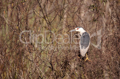 Black-crowned night heron shorebird Nycticorax nycticorax