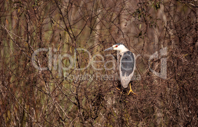 Black-crowned night heron shorebird Nycticorax nycticorax