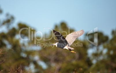 Black-crowned night heron shorebird Nycticorax nycticorax