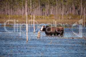 Herd of cattle travel through a marsh in Louisiana