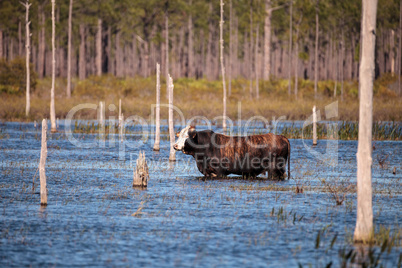 Herd of cattle travel through a marsh in Louisiana