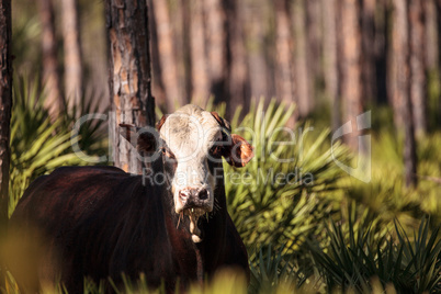 Herd of cattle travel through a marsh in Louisiana