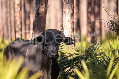 Herd of cattle travel through a marsh in Louisiana