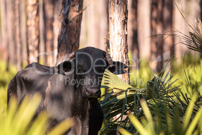 Herd of cattle travel through a marsh in Louisiana