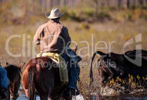 Cowboy herds his cattle through marshland