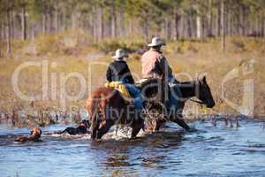 Cowboy herds his cattle through marshland