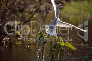 Great egret bird, Ardea alba, in a marsh