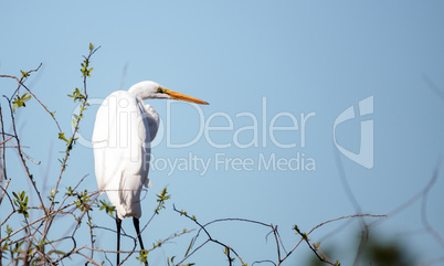 Great egret bird, Ardea alba, in a marsh