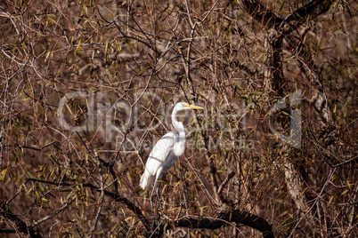 Great egret bird, Ardea alba, in a marsh