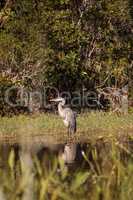 Great blue heron bird, Ardea herodias, in the wild