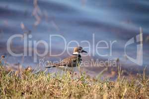 Killdeer shorebird Charadrius vociferous in a marsh
