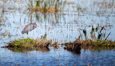 Little blue heron bird Egretta caerulea