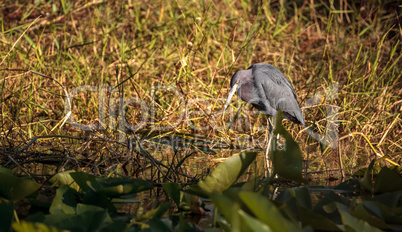 Little blue heron bird Egretta caerulea