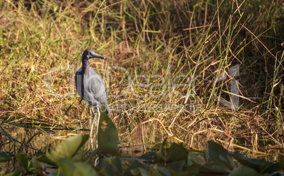 Little blue heron bird Egretta caerulea