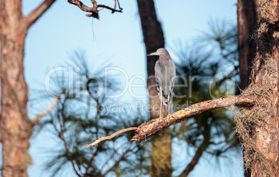 Little blue heron bird Egretta caerulea