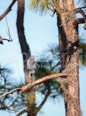 Little blue heron bird Egretta caerulea