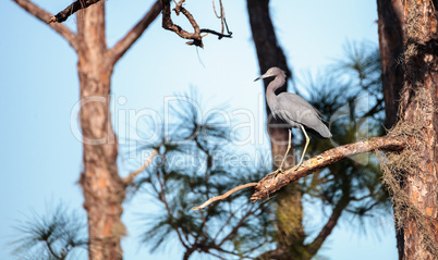 Little blue heron bird Egretta caerulea