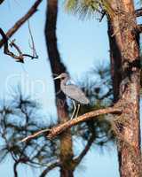 Little blue heron bird Egretta caerulea
