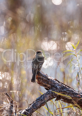 Loggerhead Shrike bird Lanius ludovicianus perches on a piece of