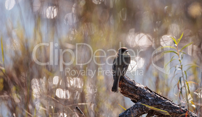 Loggerhead Shrike bird Lanius ludovicianus perches on a piece of