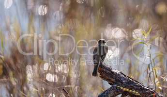 Loggerhead Shrike bird Lanius ludovicianus perches on a piece of