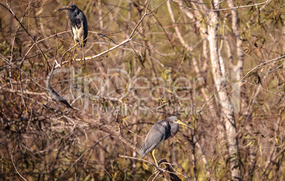 Tricolored heron shorebird Egretta tricolor in a marsh