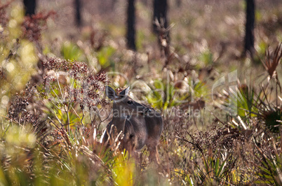 White-tailed deer Odocoileus virginianus