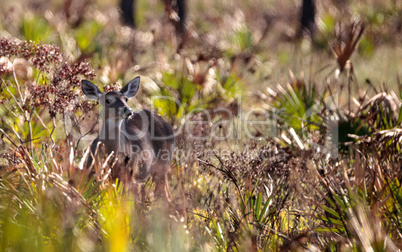 White-tailed deer Odocoileus virginianus