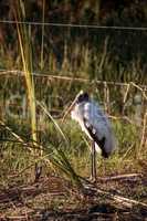 Wood stork Mycteria americana