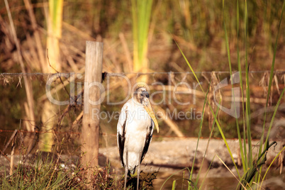 Wood stork Mycteria americana