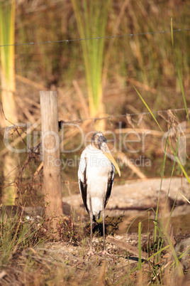 Wood stork Mycteria americana