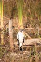 Wood stork Mycteria americana