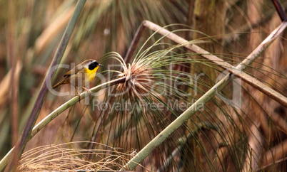 Common yellowthroat warbler Geothlypis trichas