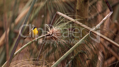 Common yellowthroat warbler Geothlypis trichas