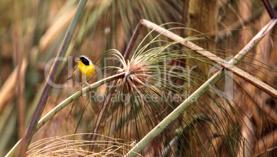 Common yellowthroat warbler Geothlypis trichas