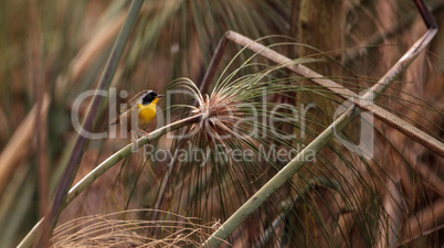 Common yellowthroat warbler Geothlypis trichas