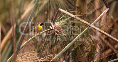 Common yellowthroat warbler Geothlypis trichas