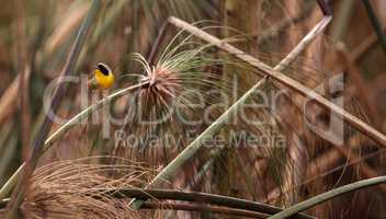 Common yellowthroat warbler Geothlypis trichas