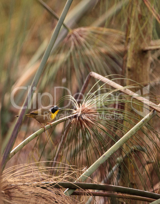 Common yellowthroat warbler Geothlypis trichas